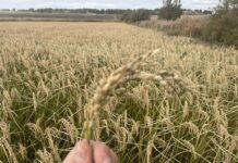 BioPalacín Planet impulsa las ventas de arroz ecológico gracias a la concienciación sobre salud y medio ambiente
