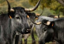 Castilla Gourmet destaca la carne de Morucha como emblema de la calidad nacional y el origen sostenible