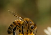 Pastrana acoge la primera feria apícola de España, con 45 ediciones que convierten a La Alcarria en capital mundial de la miel